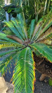 2024-01-GranCan-Jardin_de_la_Marquesa-025.jpg